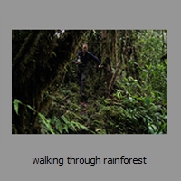 walking through rainforest
